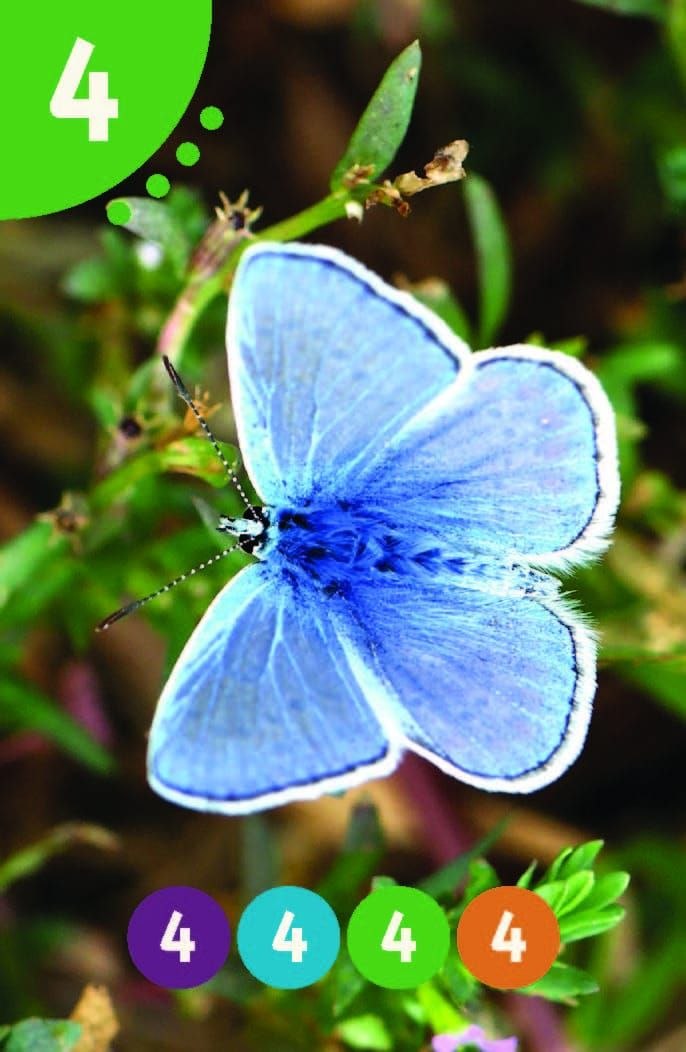 קלף משחק איכותי עם צילום פרפר — פרפרי חשבון